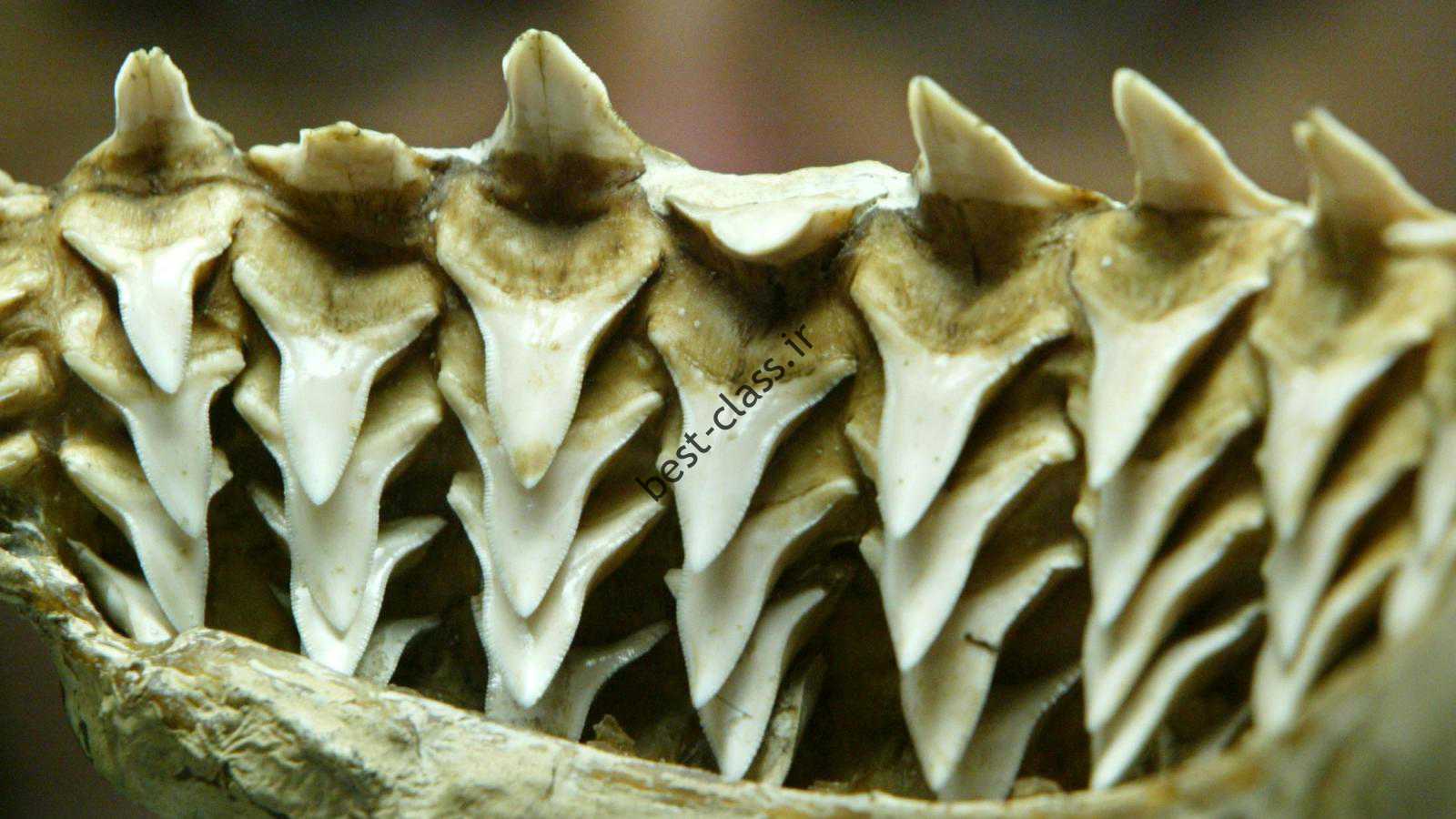 کدام گونه از کوسه ها تیزترین دندان ها را دارند؟  یک آزمایش علمی برای این وجود دارد - کوارتز