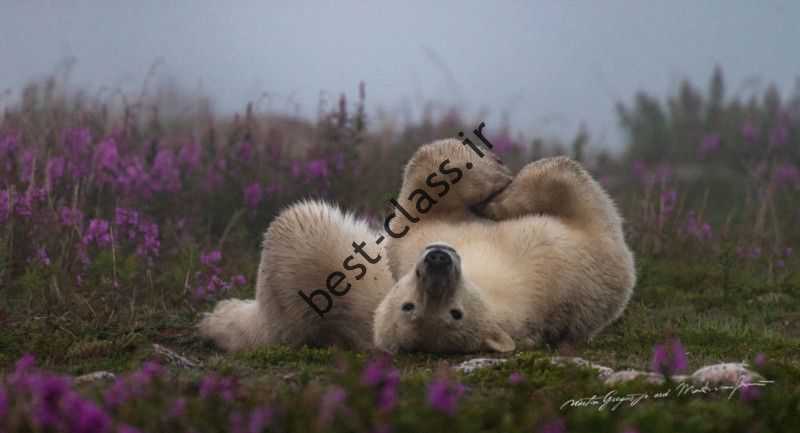 زندگی صمیمی خرس های قطبی 