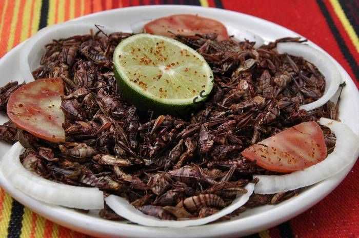 حشرات به عنوان غذا / insect