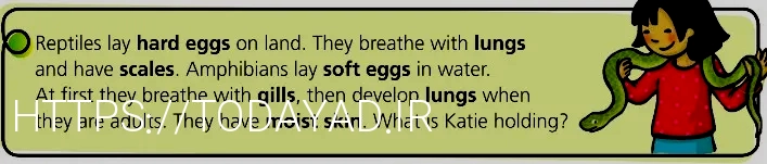 What do animals eat